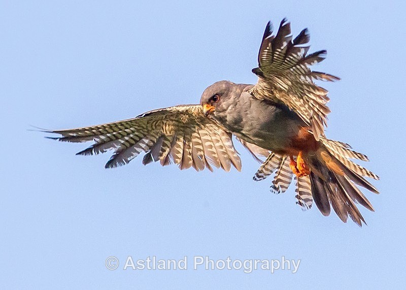 Astland Photography, Bird and Wildlife Images, Susan and Peter Wilson, U.K.