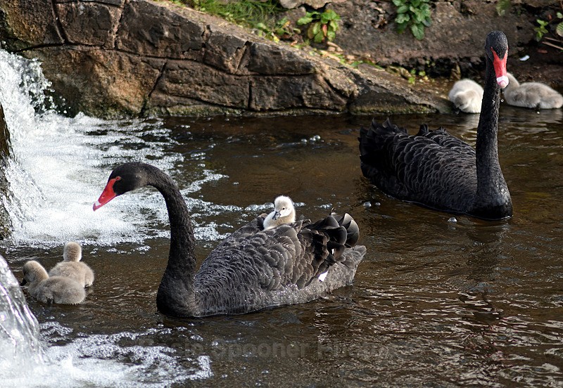  - Dawlish (mainly black swans)