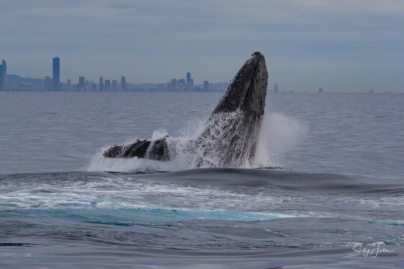 0A3A6375. Breach in Glassy Water 14 - 2023 Whale Photos