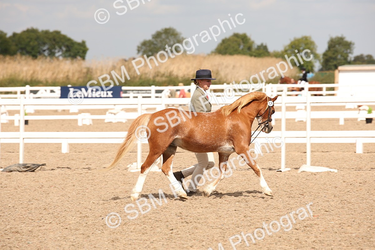 SBM_04668 - Class 20 IH Veteran