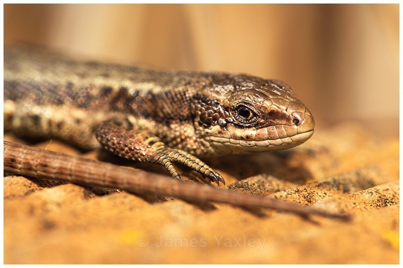 A Lizards Tail - The British Wildlife Photography Awards 2009 to 2014