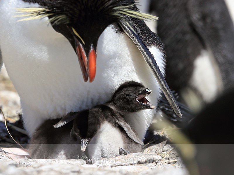 Rockhopper Penguin chick calling, Falklands - Rockhopper Penguin