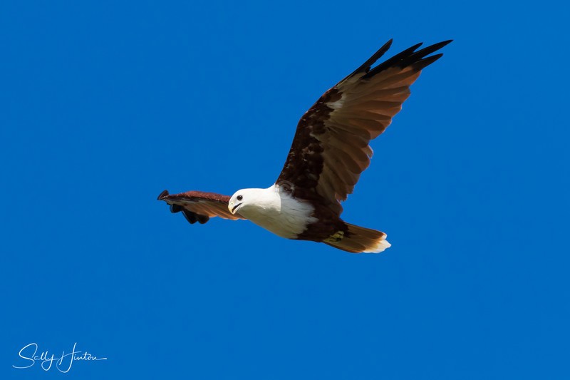 Brahminy Kite 2