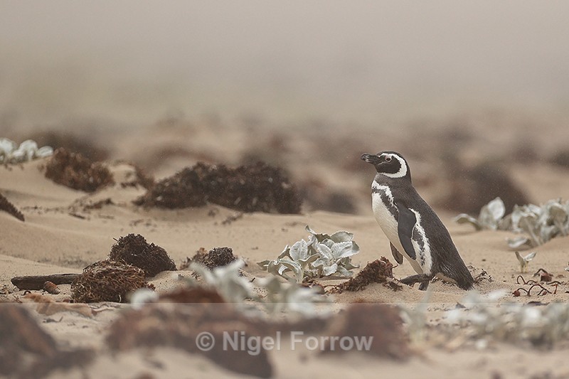 Magellanic Penguin on misty beach, Saunders Island, Falklands - Magellanic Penguin