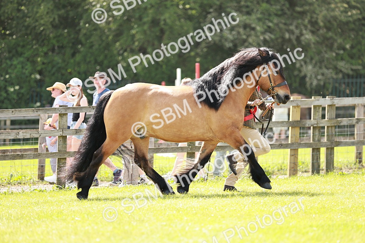 SBM_02490 - Class 14-23 - Mountain & Moorland In Hand Non Welsh