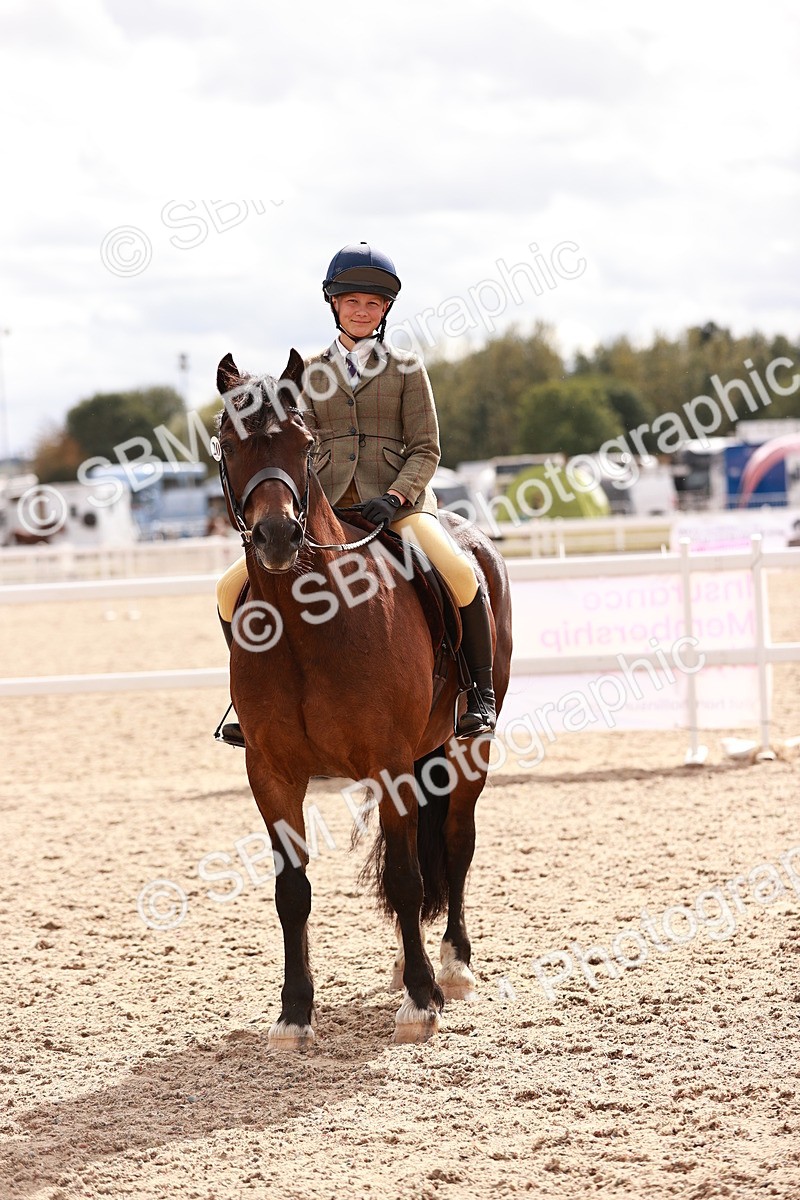 SBM_18307 - Class 417 - Handsome Gelding (IH or Ridden - JNR)