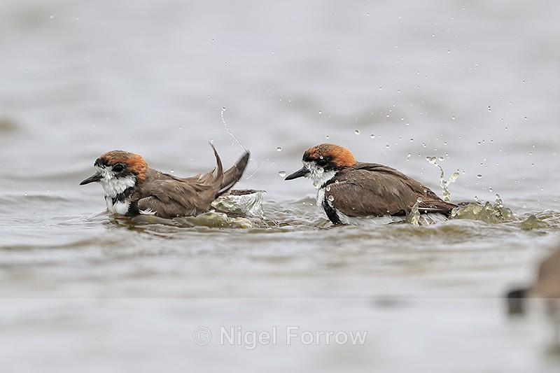 Two-banded Plovers bathing, Sea Lion Island, Falklands - Two-banded Plover