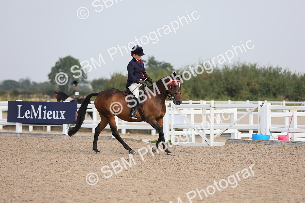 SBM_10742 - Class 303 Ridden Pure Bred Horse/Pony (excl M&M)