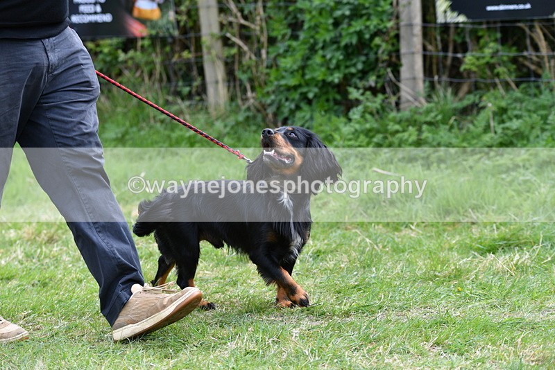 WJ5_9467 - Class 3 Most Handsome Dog