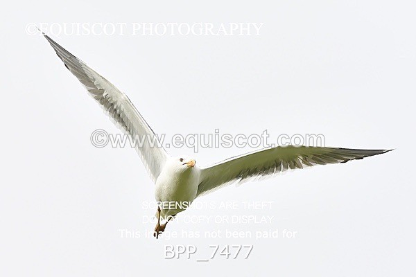 BPP_7477 - CLASS 5 Scottish Branch Outdoor Open RHS Young Mas (1.30m)