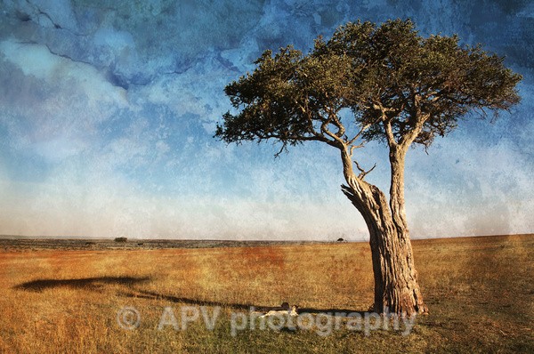Seeking the Shade - The Photographic Angle - Wildlife Exhibition