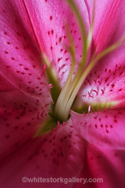 Lilly - Up Close !