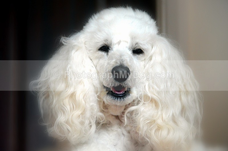  - Poodles
