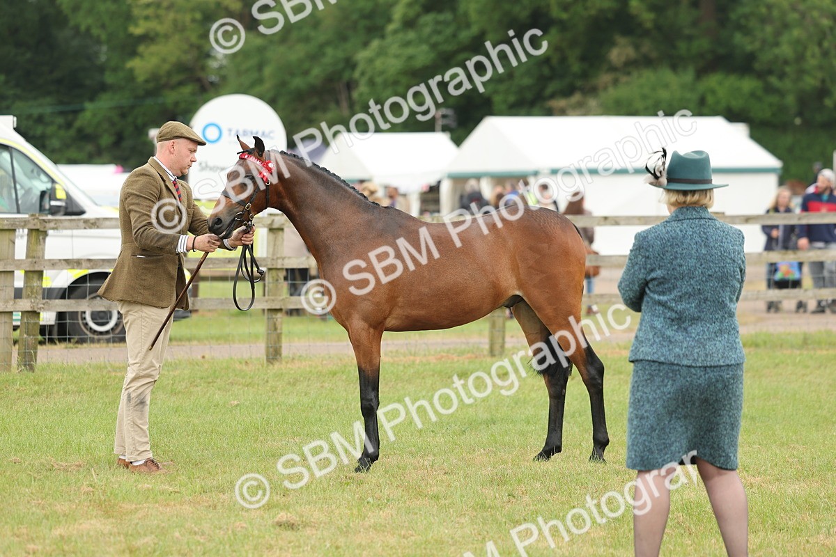 SBM_05428 - Class 68-73 - Riding Pony Breeding