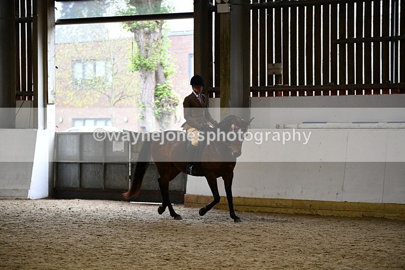 WJ5_8910 - Class 15 Ridden Show Horse