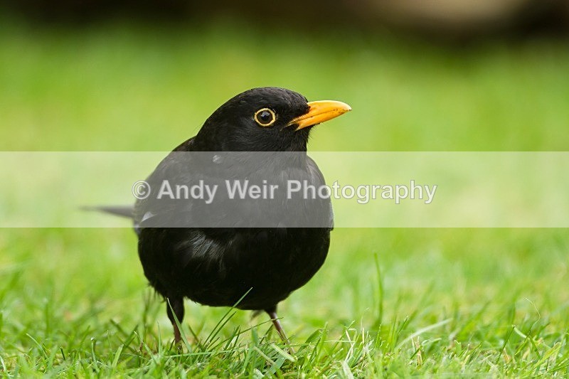 20120506-_MG_9749 - Thrushes