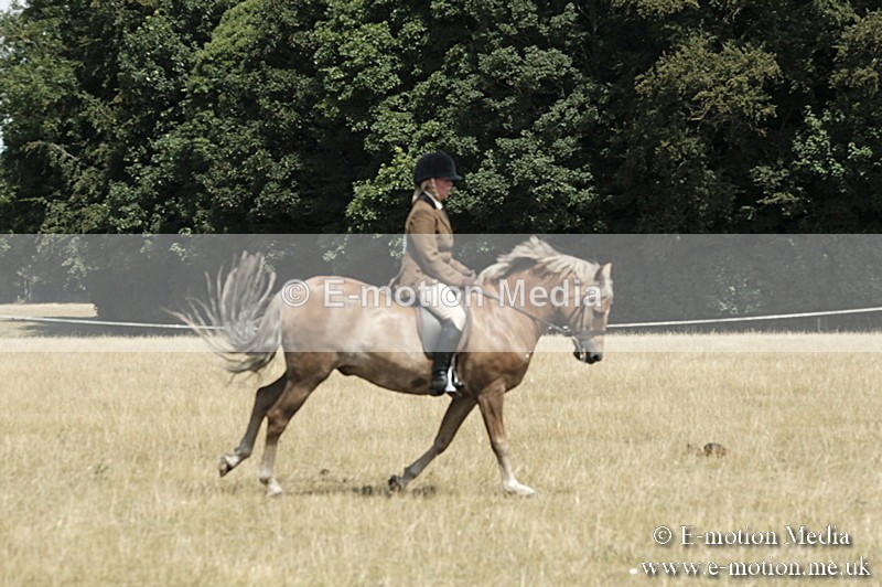 _PJP5969 - BVRC Show 2018 Ring 1