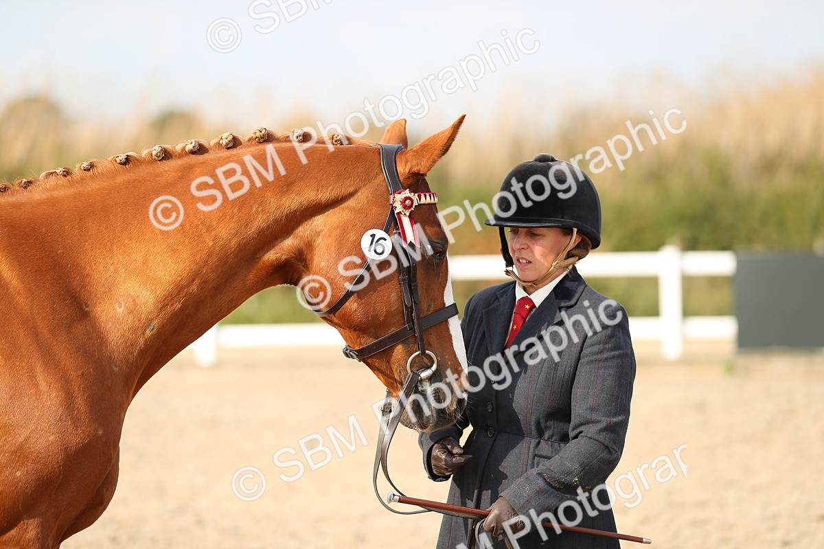 SBM_08600 - Class 28 - IH Veteran Horse