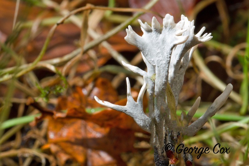 stag's horn fungus Xylaria hypoxylon