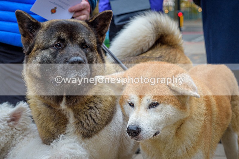 NGP_8112 - 2024 Animals in War Remembrance Gathering