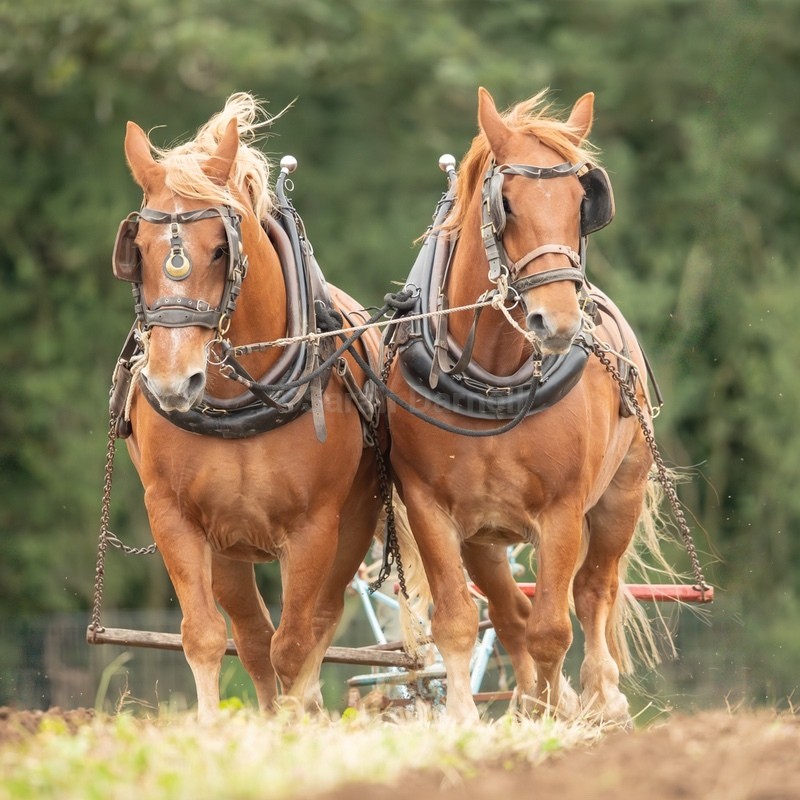 New Suffolk Pair SD2562 - Greeting Cards