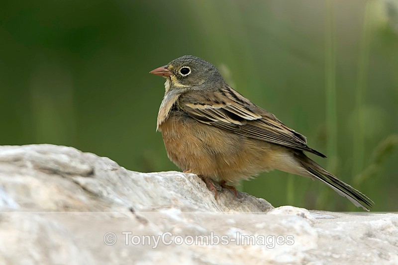 Ortolan Bunting - Turkey