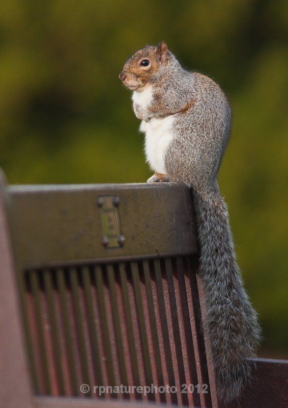 Grey Squirrel - Sciurus carolinensis RPNP0039 - Mammals