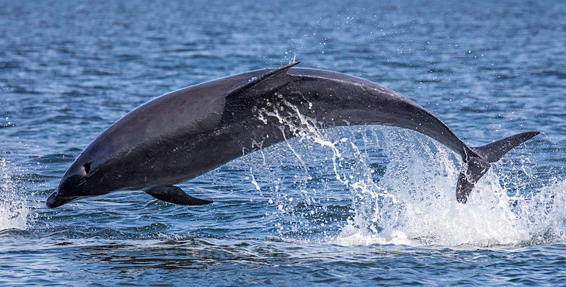 CHANORY POINT 2025 35 - Dolphins, Whales & Orcas. Scotland, Iceland, Azores & Madeira