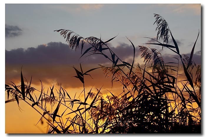 In The Reeds - Scapes