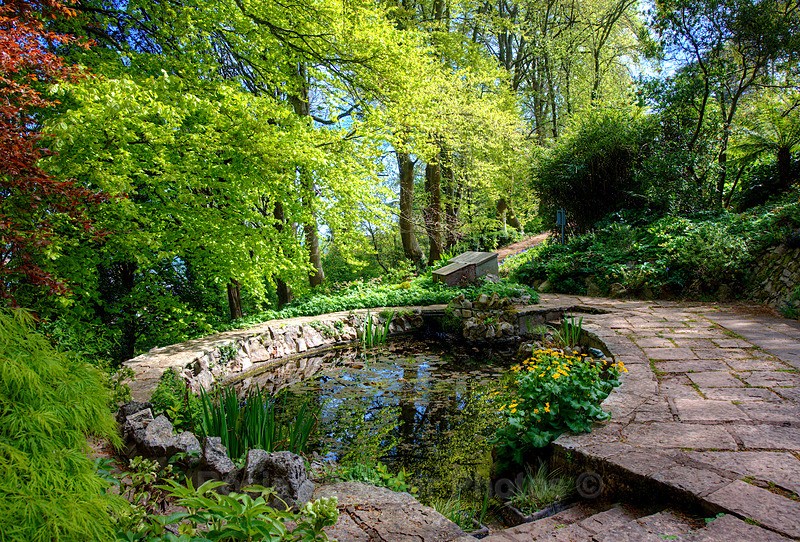 The Pond at the Botanical Gardens - Teignmouth and Shaldon