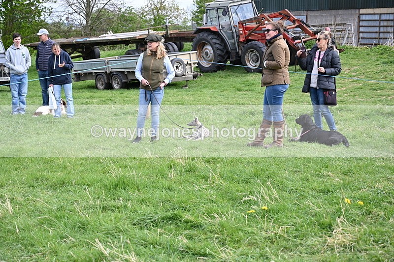 WJ6_8774 - Class 8 Best Working / Gun Dog or Bitch