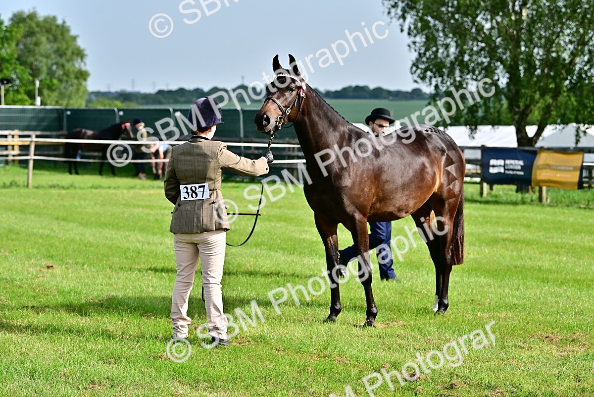 SBM_00090 - Class 46-49 - Arab and Part Bed-Anglo Arab In Hand