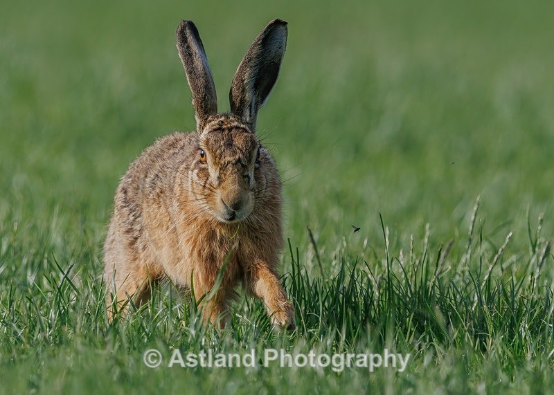 Brown Hares - Latest Images