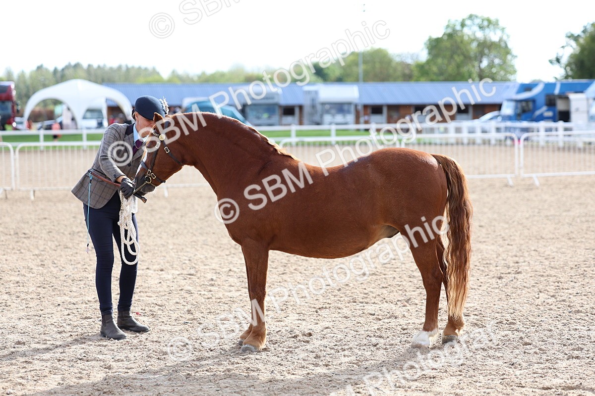 SBM_18767 - Class 317 - IH Pure Bred Horse-Pony