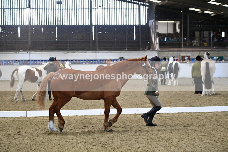 WJ5_3676 - Class 5 In Hand Veterans