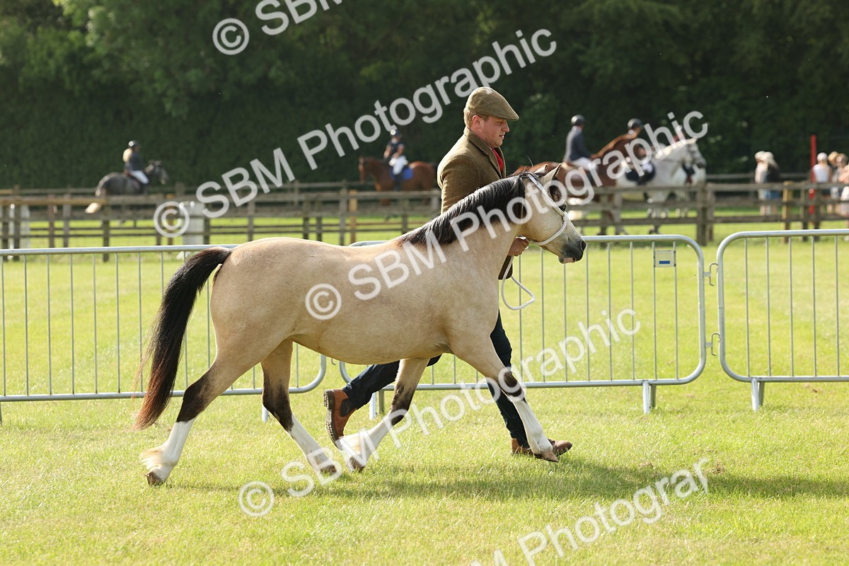 SBM_00556 - Class 6-13 - Mountatin and Moorland In Hand Welsh Breeds