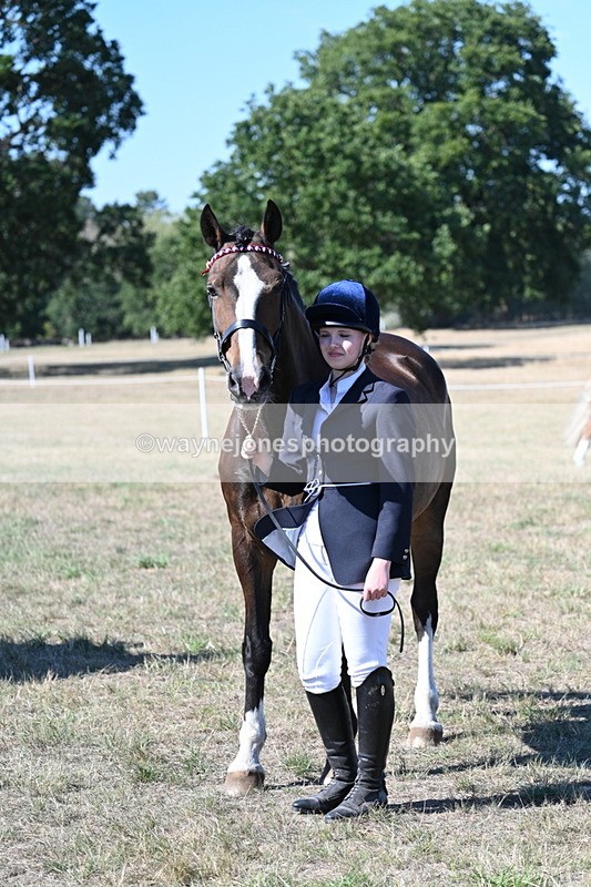 WJ7_1577 - Class 42 Most Handsome Gelding