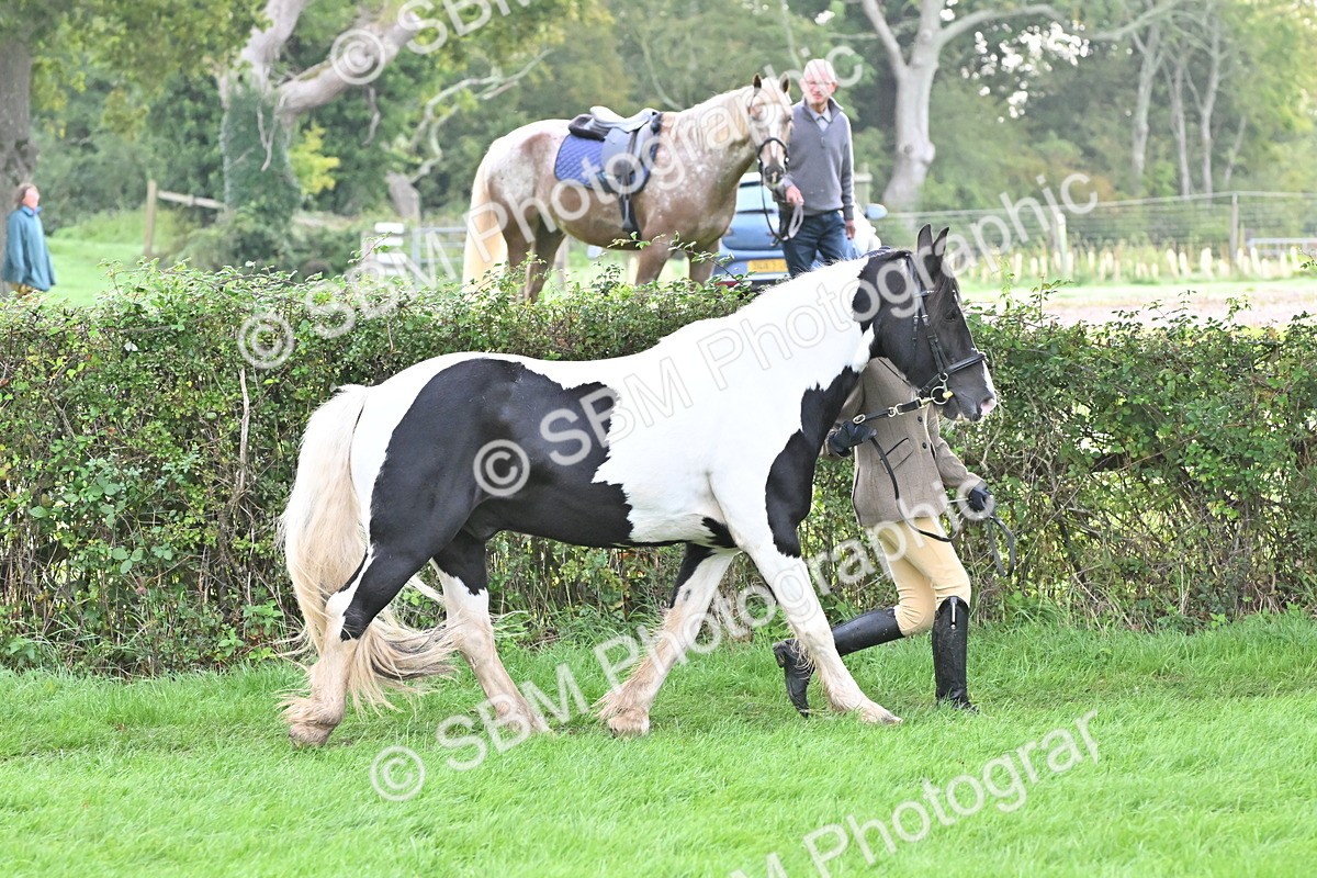 SBM_56886 - S45 - Coloured Pony In Hand