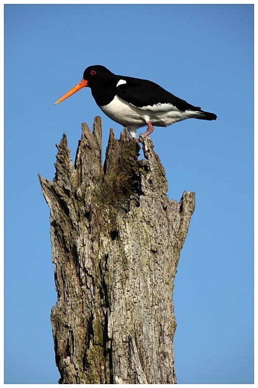 Oystercatcher at Thornham Harbour - The British Wildlife Photography Awards 2009 to 2014