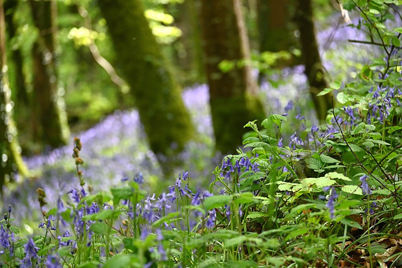 Bluebells near Looe in Cornwall - Bluebells
