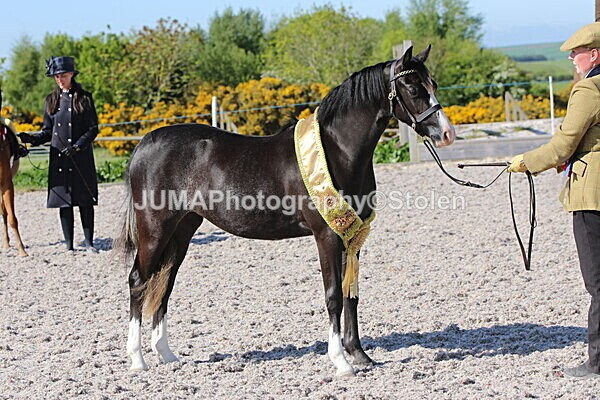 SIAL2376 - Outdoor championship & supreme