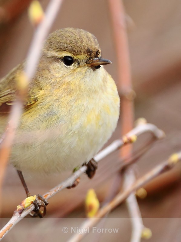 Close-up of Willow Warbler - Willow Warbler