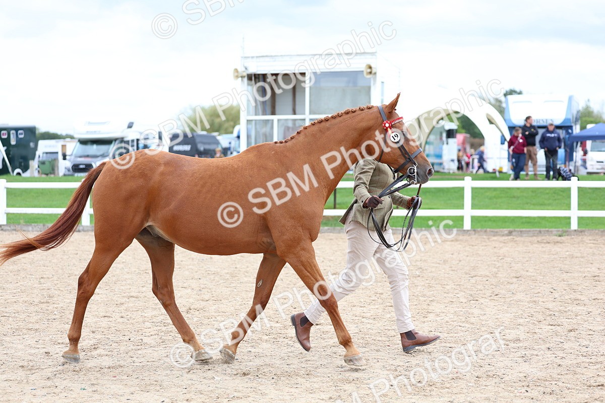 SBM_05753 - Class 28 - IH Veteran Horse