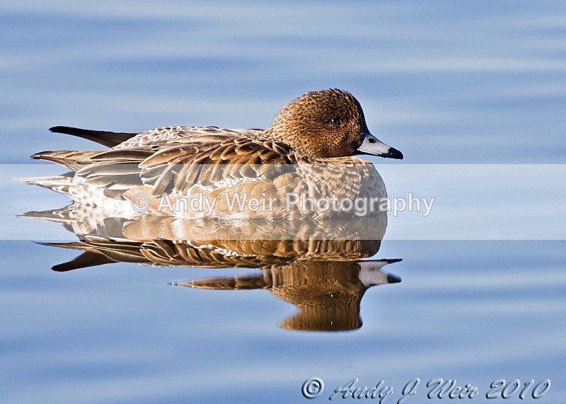 20100307-065 Wigeon - Wigeon