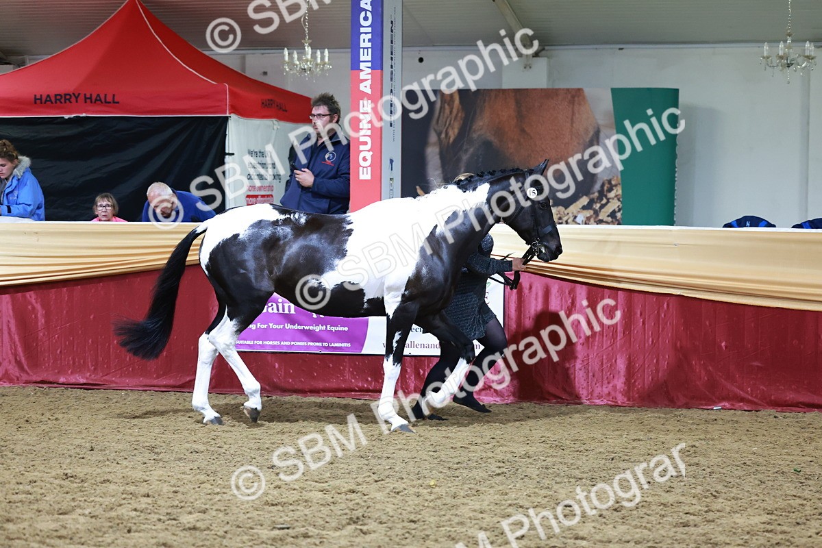 SBM_20465 - Class G - IH Large (over 148cm)Champ