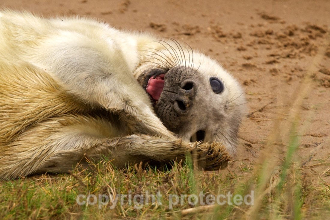 Grey Seal Pup - Lincolnshire - Mammals