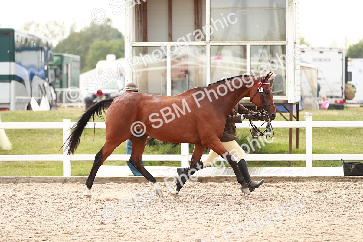SBM_13195 - Class 208 IH Veteran Horse