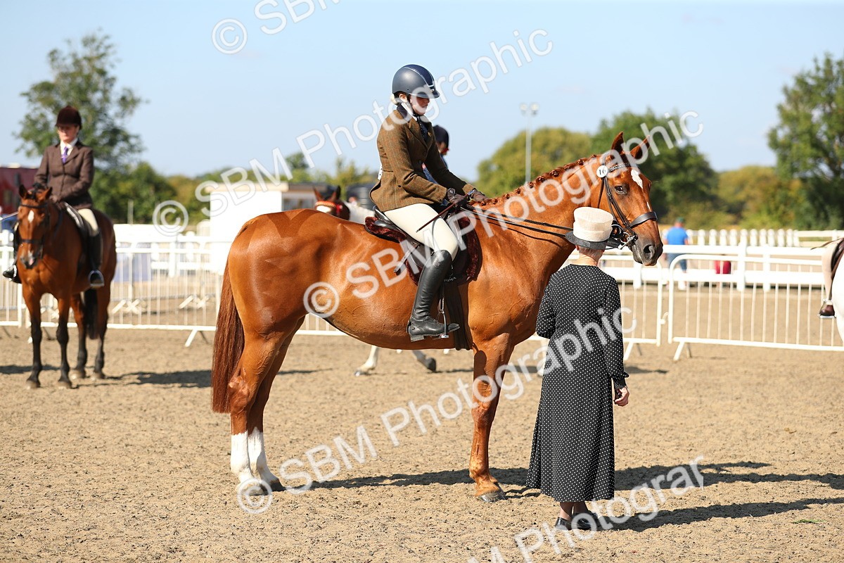 SBM_02290 - Class 43 Ridden Competition Horse/Pony