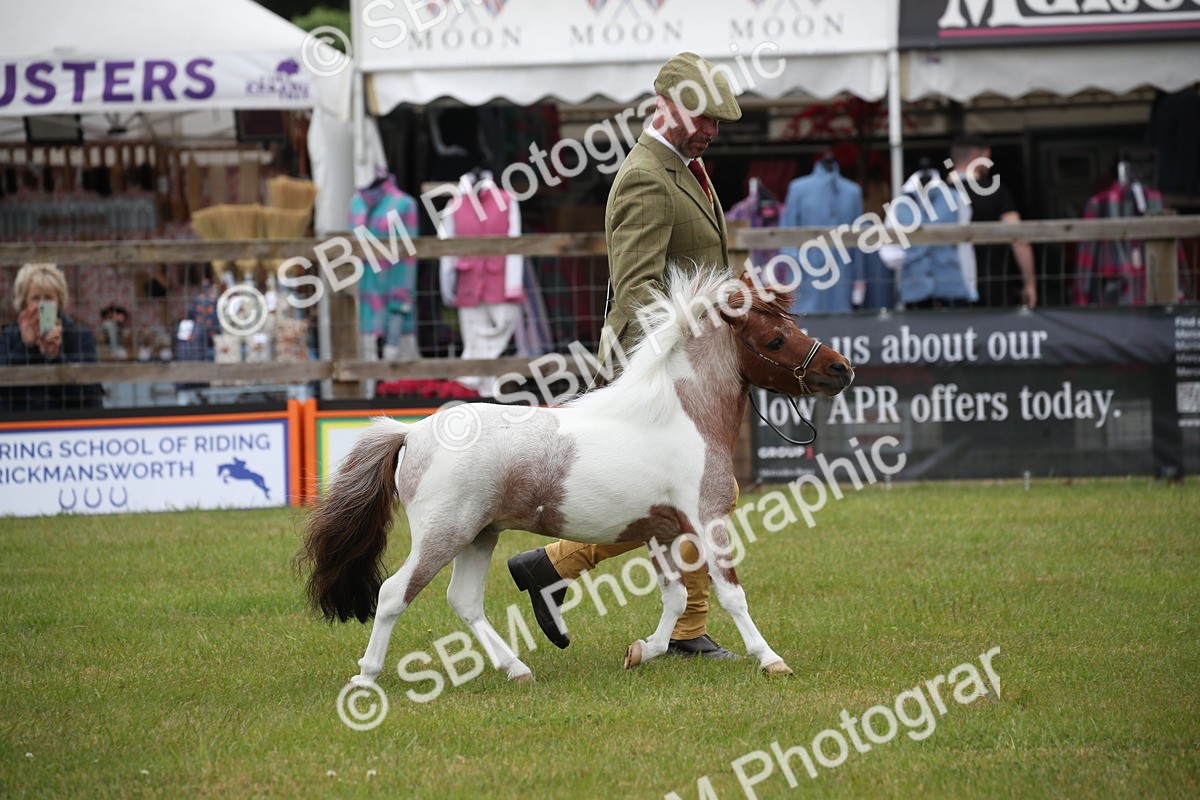 SBM_03710 - Class 23-25 - British Miniature Horse of the Year