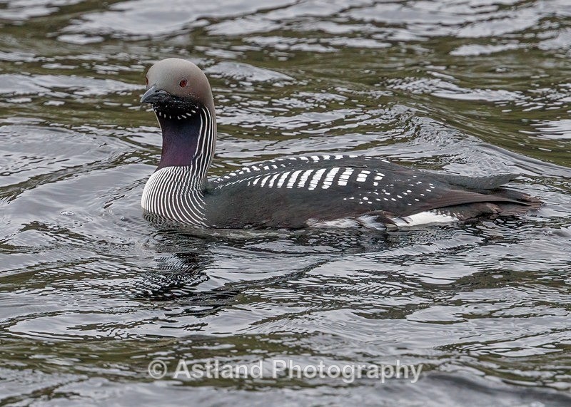 Black-throated Diver - Latest Images